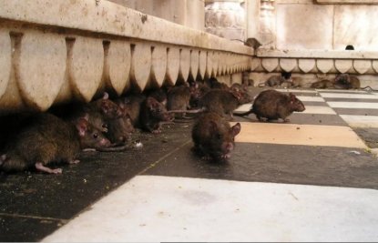 Крысы пришли «отужинать» в киоск с шаурмой в центре Новосибирска