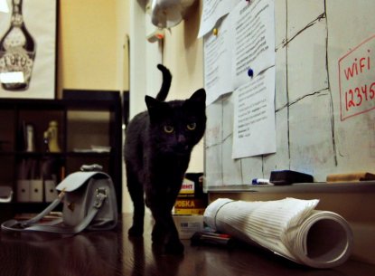 Как pet-friendly офисы помогли кошкам пережить карантин