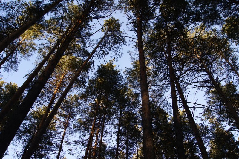 Прокурор заставил мэрию включить 12 тысяч квадратов леса в состав городских лесов