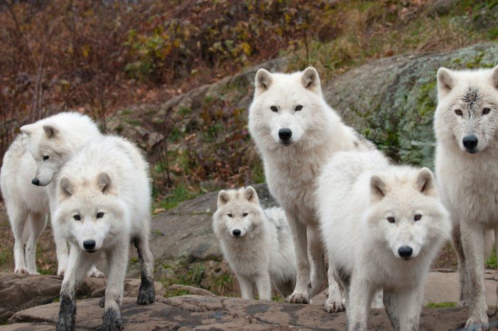 Мать бросила арктических волчат в Новосибирском зоопарке