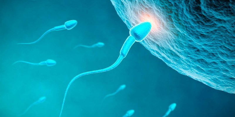 Ученые выяснили, как яйцеклетка выбирает себе сперматозоид для спаривания