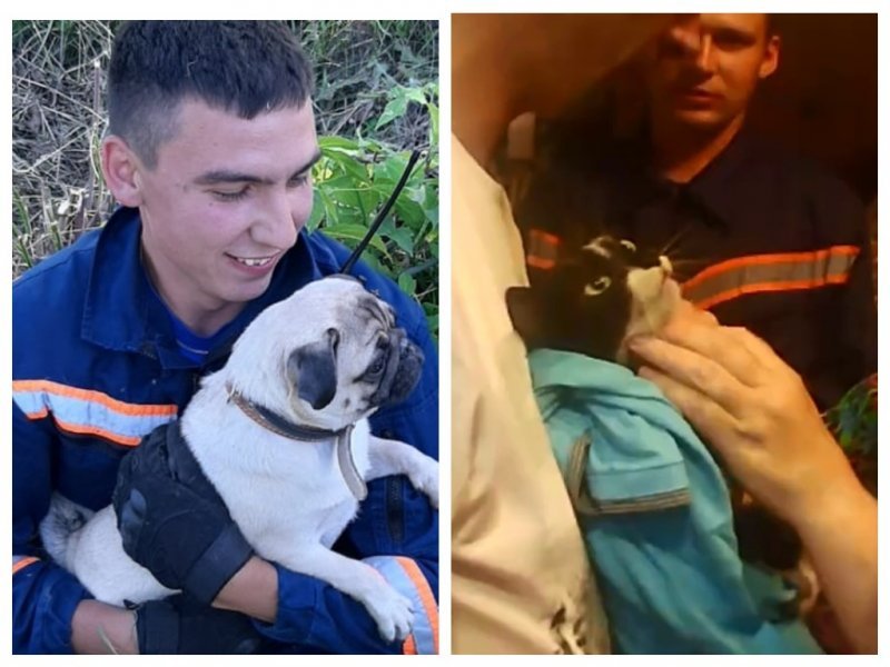 Мопса и кошку вытащили новосибирские спасатели из труднодоступных мест 