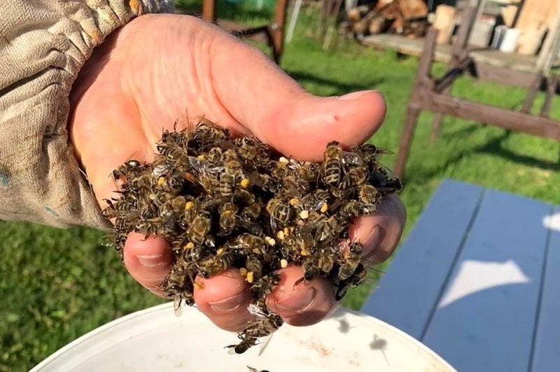 В селе Новотырышкино Колыванского района массово гибнут пчелы