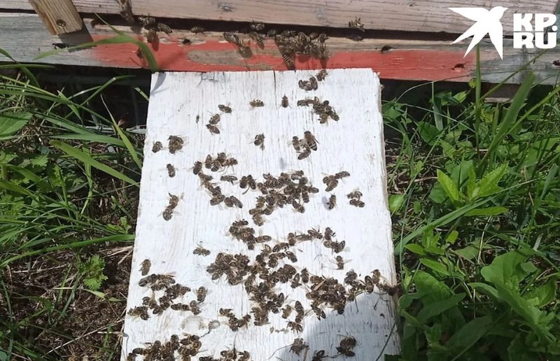 Коченевские следователи заинтересовались гибелью пчел под Новосибирском