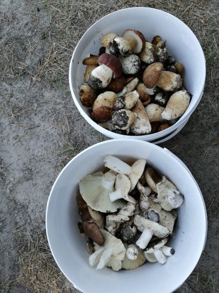 В Новосибирске обнаружены ядовитые грибы-свинушки