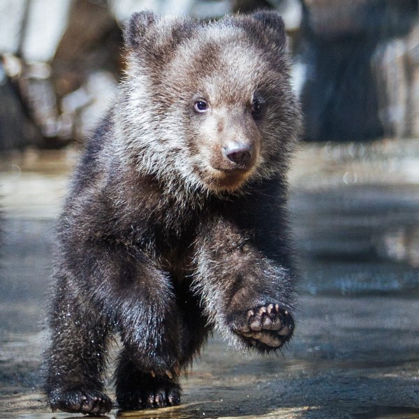 Новые вольеры для медведей в Новосибирском зоопарке начнут строить в октябре