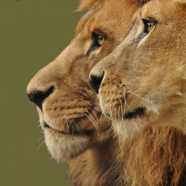 В День льва в Новосибирском зоопарке рассказали, как хищники закалились 