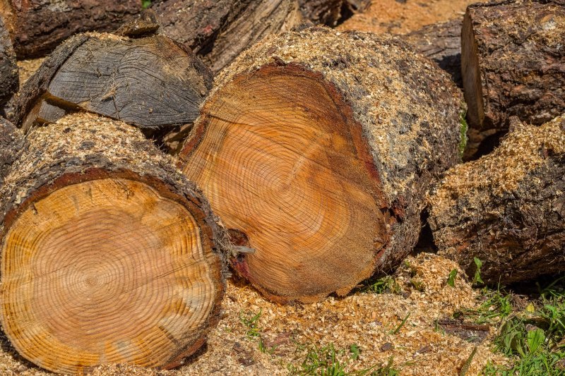 Снижение поставок леса в Китай ударило по объему экспорта в первом полугодии
