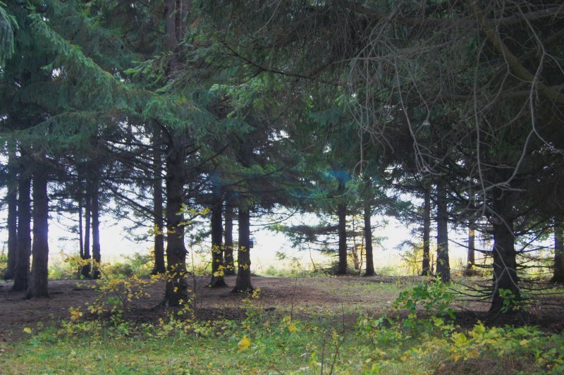 Новосибирская область получила федеральные миллионы на защиту лесов