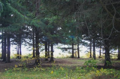 Новосибирская область получила федеральные миллионы на защиту лесов