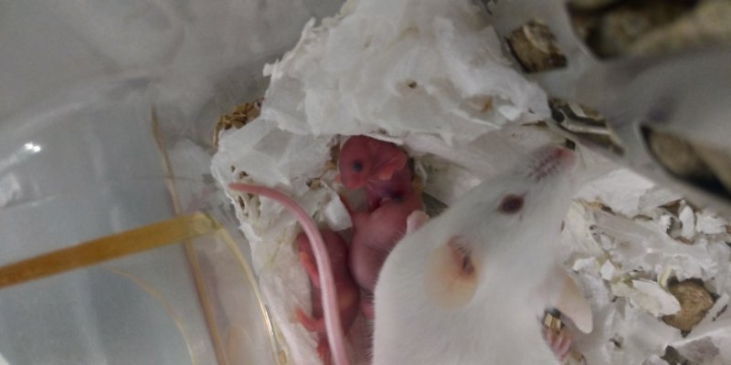 В Новосибирске родились первые восприимчивые к коронавирусу мышата