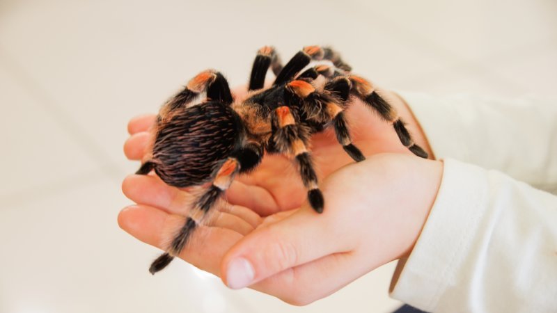 В Новосибирском краеведческом музее покажут гигантских пауков и скорпионов