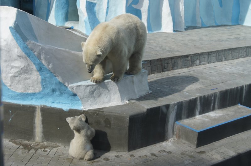 Зоопарк Новосибирска получит 36,4 миллиона рублей от правительства