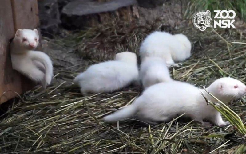 В Новосибирском зоопарке показали детенышей хорьков-альбиносов