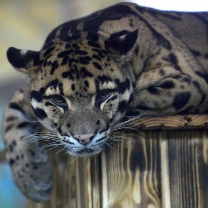 ЭКО для дымчатых леопардов предложили использовать в Новосибирском зоопарке