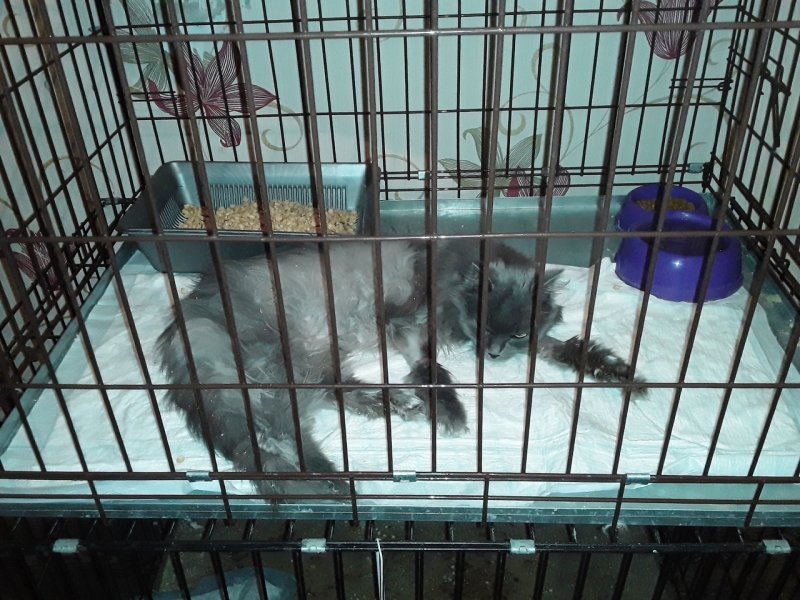 «Хочет на ручки»: сдавшийся ветеринарам кот полгода живет в клетке