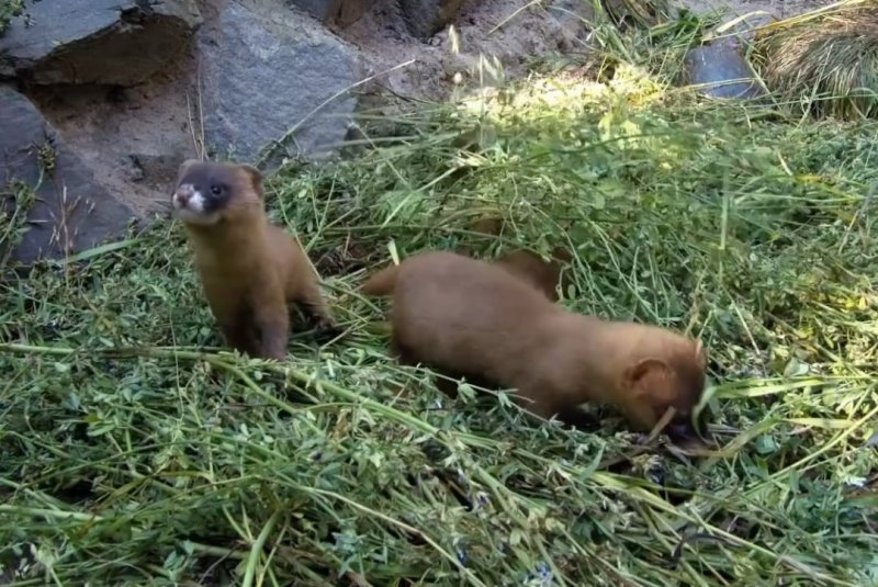 В Новосибирском зоопарке показали детенышей колонков