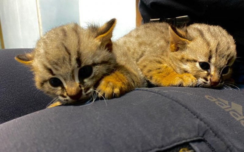 В Новосибирском зоопарке показали первое потомство ржаво-рыжих кошек