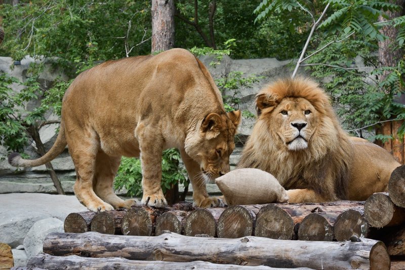 Новосибирским львам и тиграм сделали игрушки из мешков с шерстью козлов