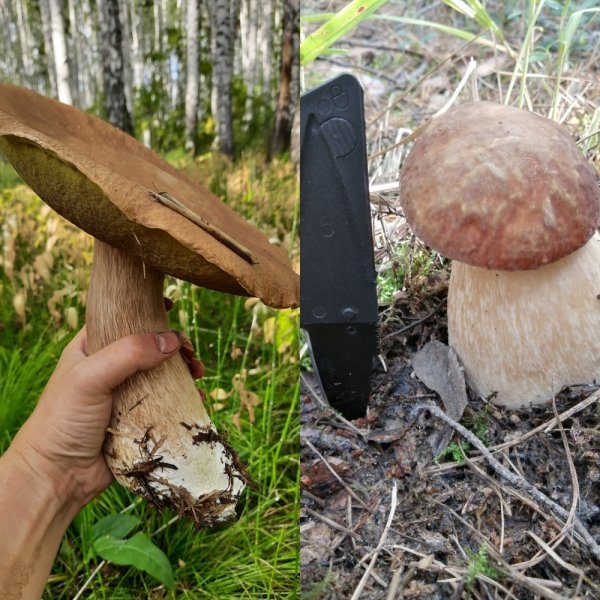 В Новосибирске обнаружены огромные грибы размером с руку
