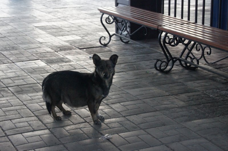 Собака помогала своему хозяину распространять наркотики в Новосибирске