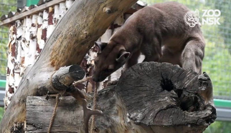 В Новосибирском зоопарке фоссу кормят с помощью оленьих рогов