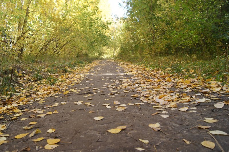 Заморозки надвигаются на Новосибирскую область в сентябре