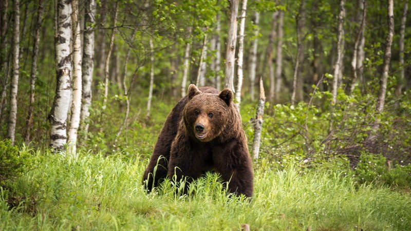 Пенсионер видел сбежавшего из коттеджей медведя в Заельцовском лесу
