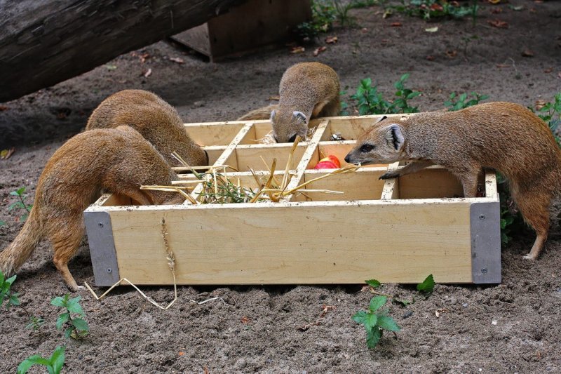 От мангустов и сурикатов в Новосибирском зоопарке прячут еду