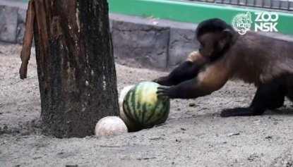 В Новосибирском зоопарке обезьяны расхватали арбузы и кокосы