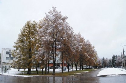 Первый снег накроет Новосибирск в середине недели