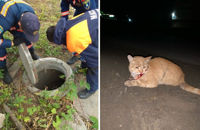 Спасатели и волонтеры весь вечер лазали по канализации в поисках кошки