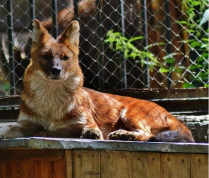 Волки из Новосибирского зоопарка переехали к бизнесмену в Ленинградскую область