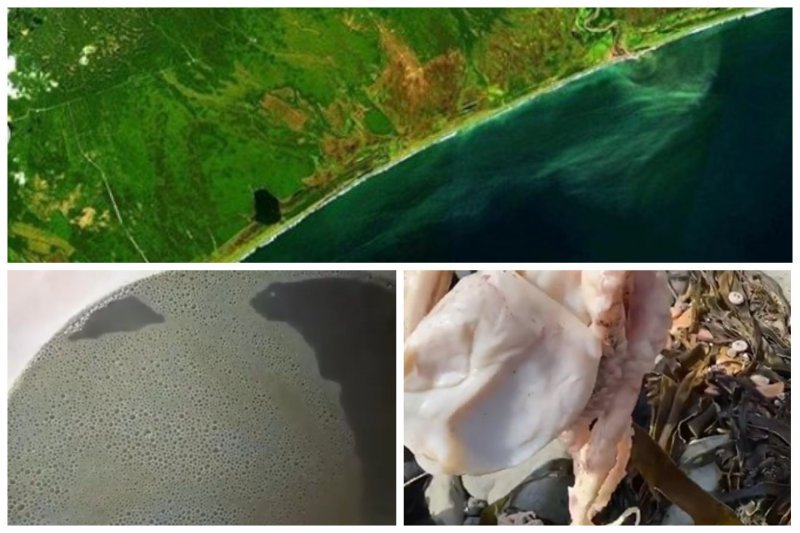 Эксперты: причиной отравления прибрежья Камчатки стали водоросли
