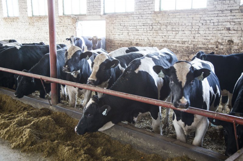 Племзавод «ИРМЕНЬ» установил новый рекорд: в сутки получают 120 тонн молока