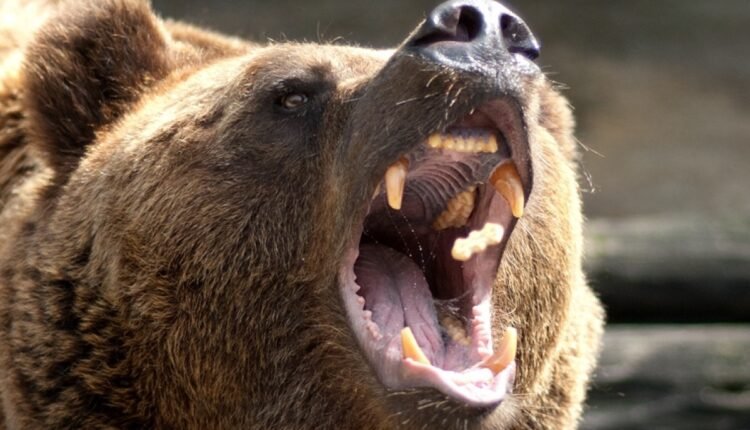 На видео попал момент, как гималайский медведь напал на работницу зоопарка