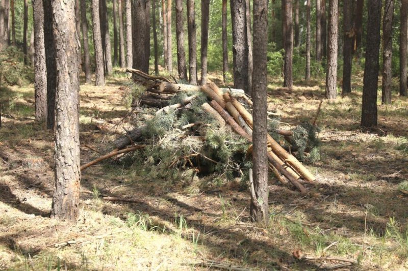 Пытавшийся вывезти лес из России предприниматель попался на взятке