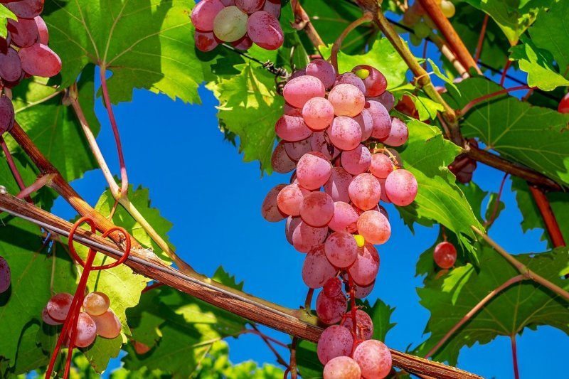 Карантинные вьюнки помешали Новосибирской области получить 9 тонн винограда