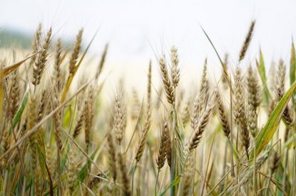 Особо стойкую пшеницу выводят новосибирские селекционеры