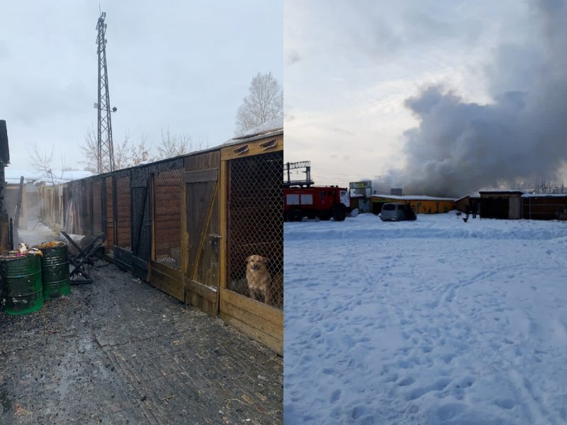 В сгоревшем приюте продолжают спасать собак и разбирать завалы