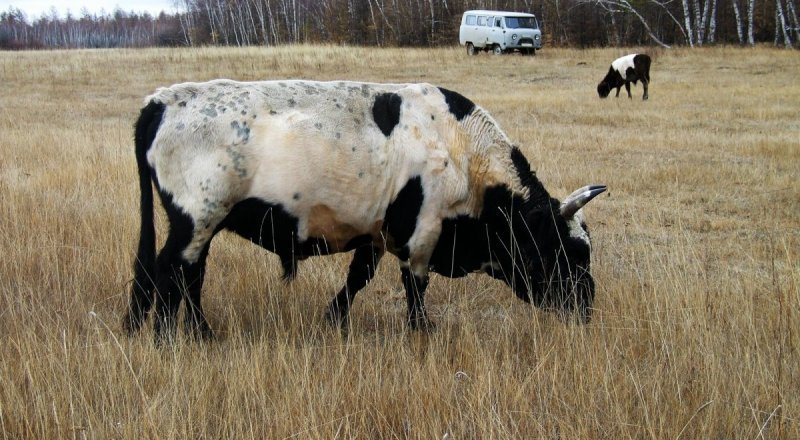 Коровы с сибирским характером научат других не мерзнуть даже в минус 50