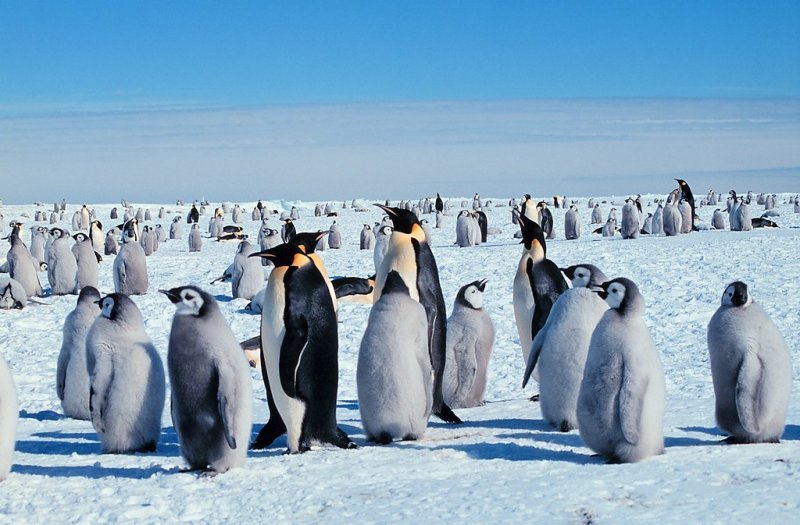 Антарктида пала: коронавирус появился на последнем континенте Земли