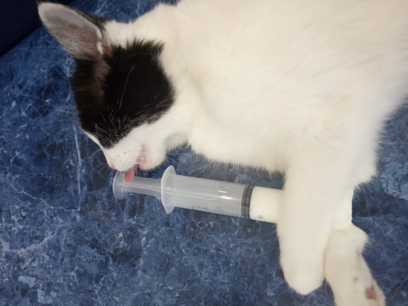 Новосибирские ветеринары извлекли вторую пулю из головы котенка 