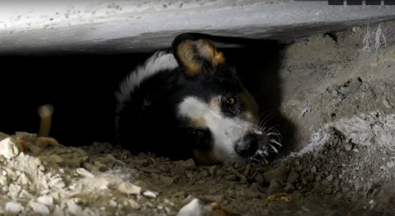 Новосибирский диггер вытащил собаку из-под бетонной плиты 