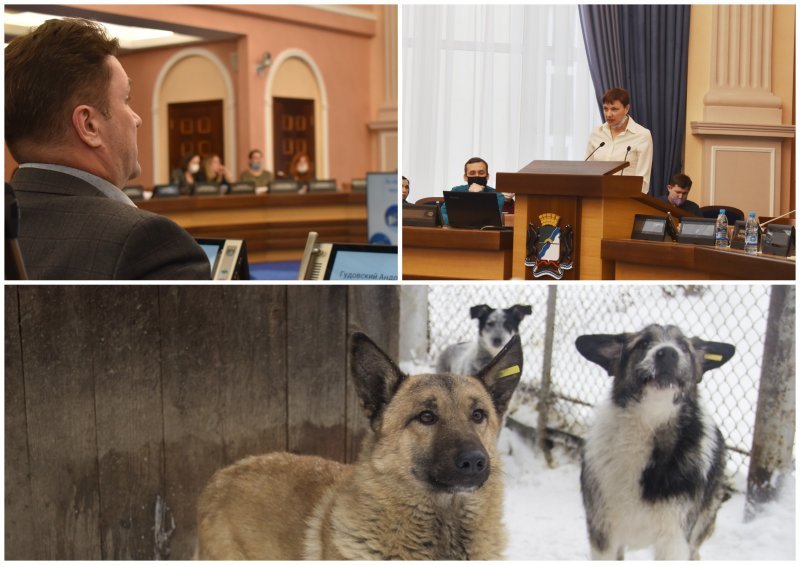 Депутат горсовета удивился, что муниципальный приют не может убивать собак