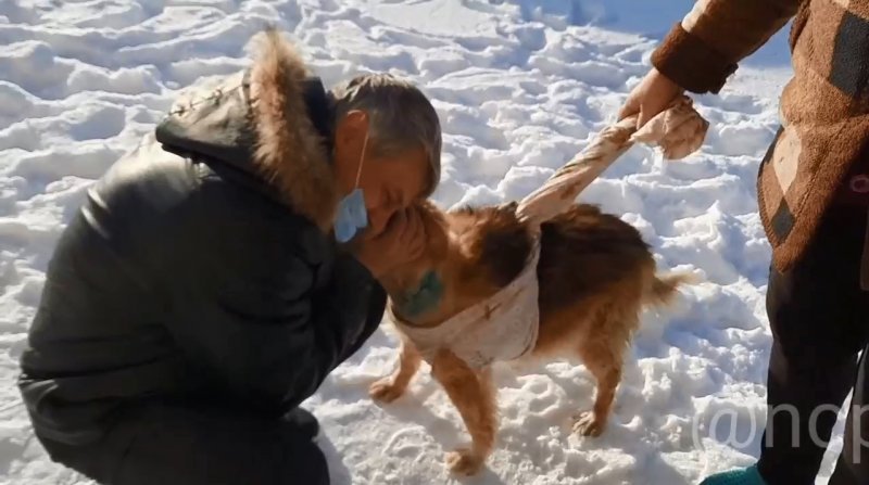 Хозяин забрал из новосибирского отлова 15-летнего пса 