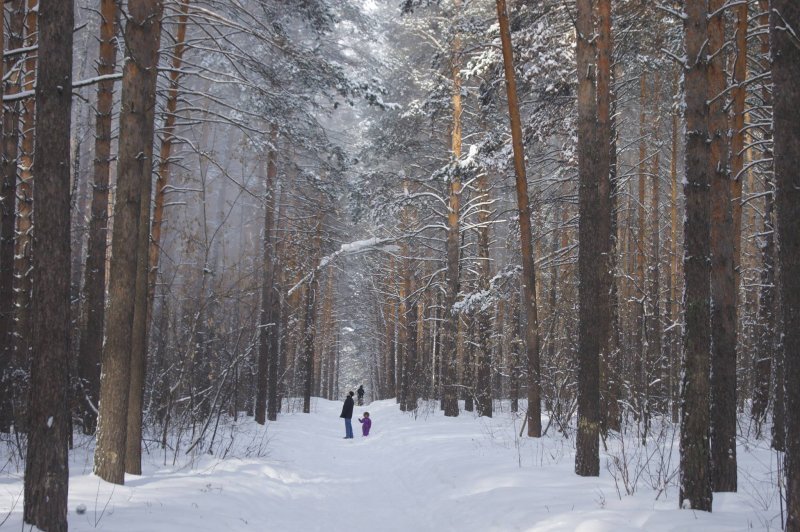 Городские леса в Новосибирской области берут под особую охрану