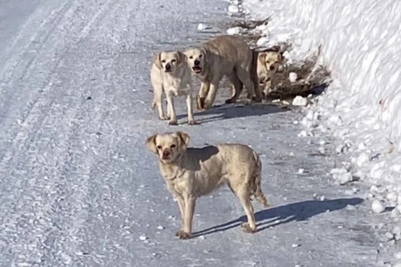 «Снежный плен и полная безысходность»: новосибирские волонтеры спасли четырех собак на трассе