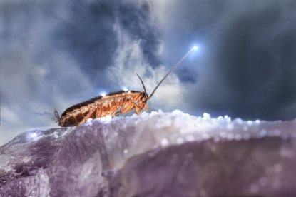 Жуткий бизнес: новосибирцы зарабатывают на тараканах