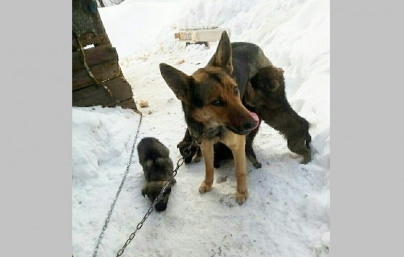 Жители расселенных домов бросили на цепи собаку со щенками